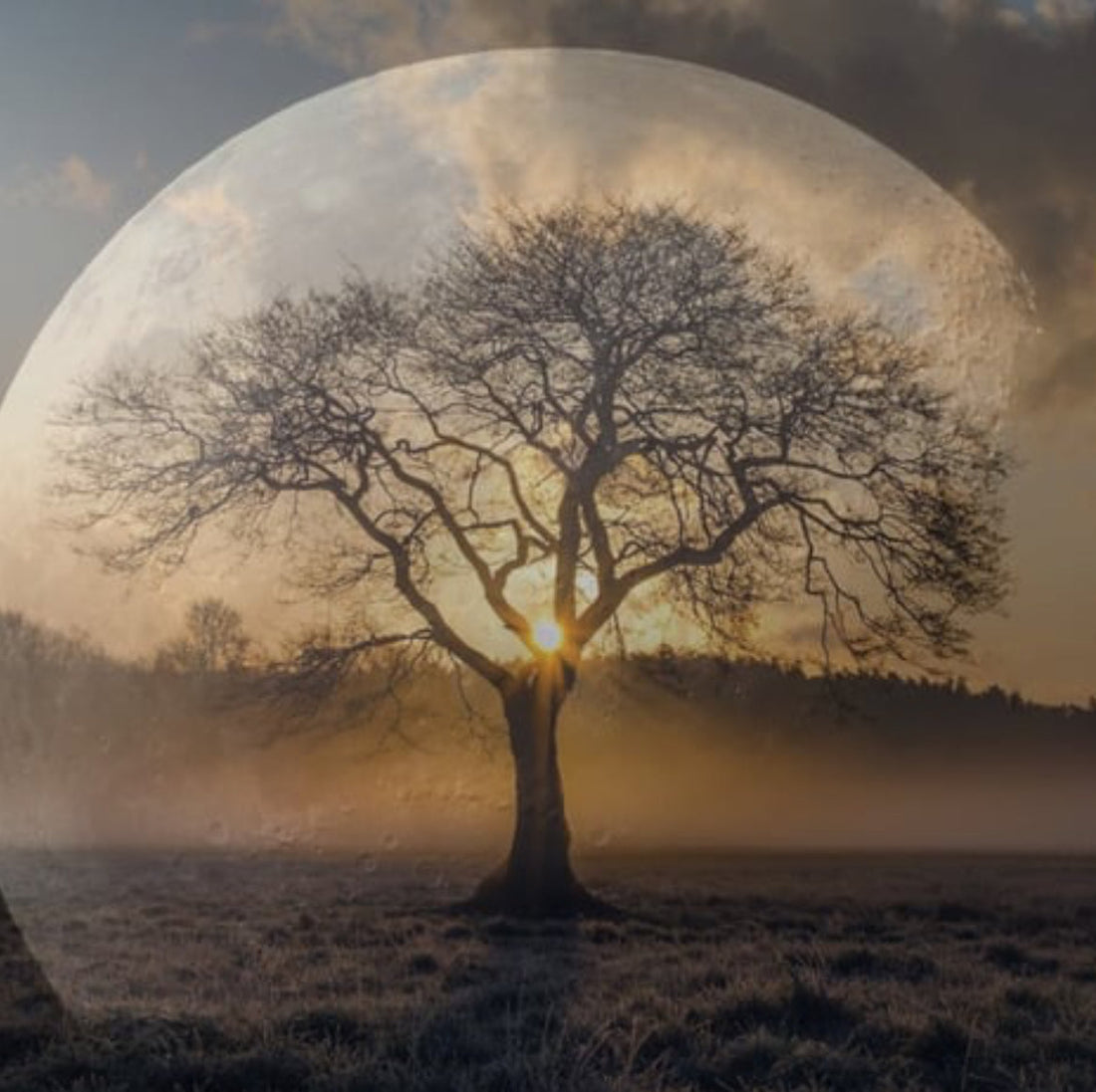 Living By Lunar Light